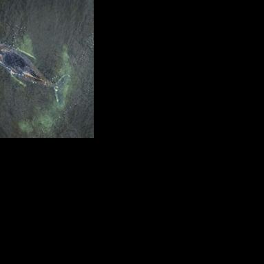 Germany halts rescue efforts for stranded whale