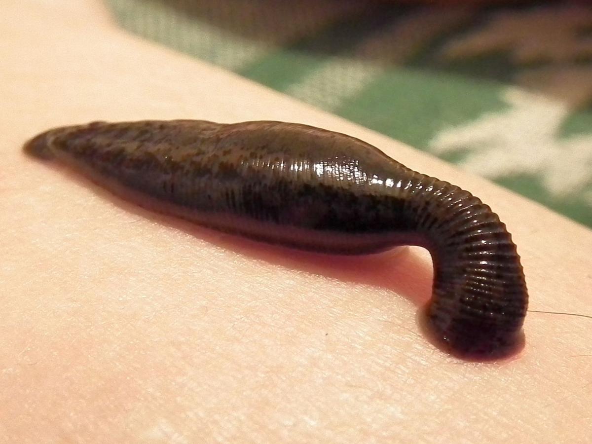 Leeches in our lakes, Heraldrepublican