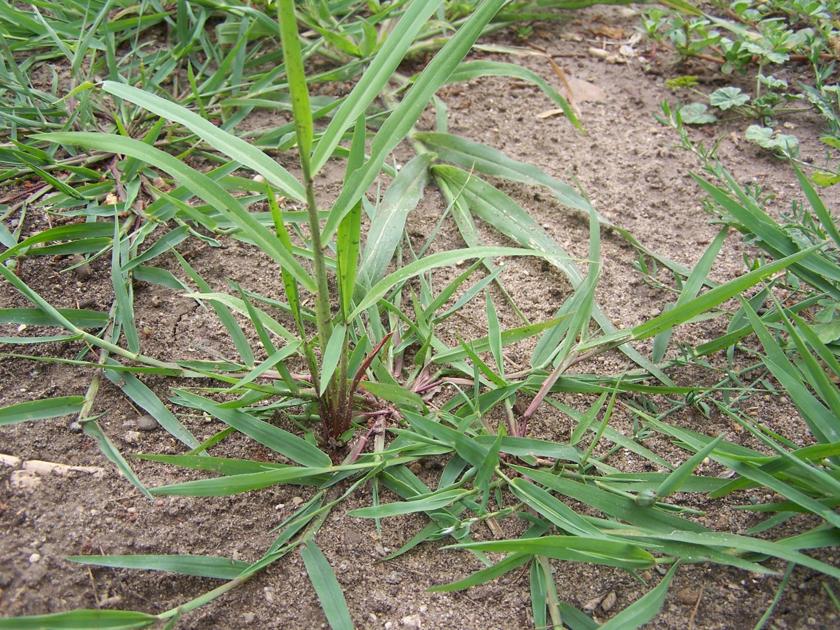 Crabgrass or Quackgrass Advance Leader