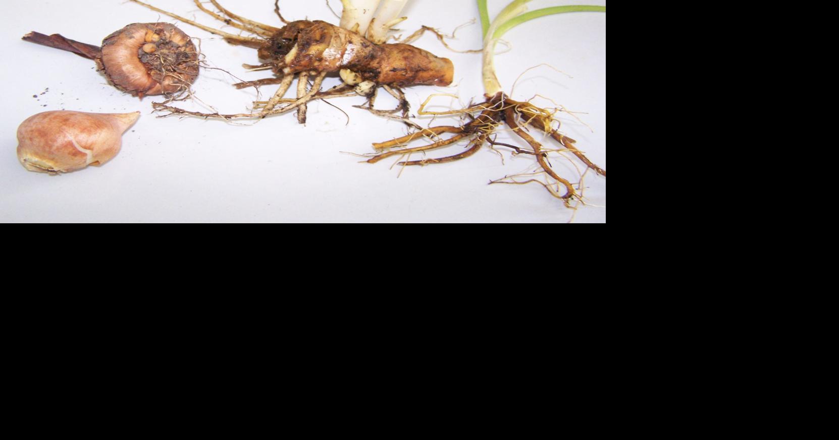 Before planting, learn the difference between your bulbs and tubers