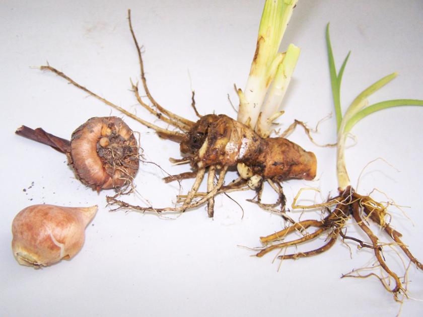 Before planting, learn the difference between your bulbs and tubers