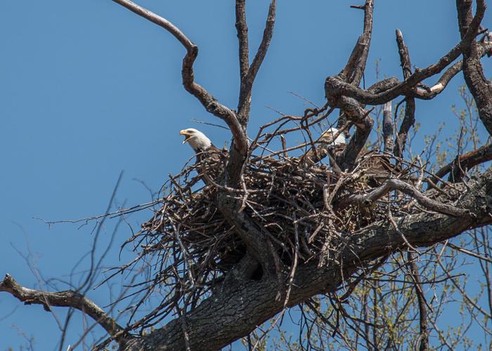 Where Do the Famous Philadelphia Eagles Choose to Nest?