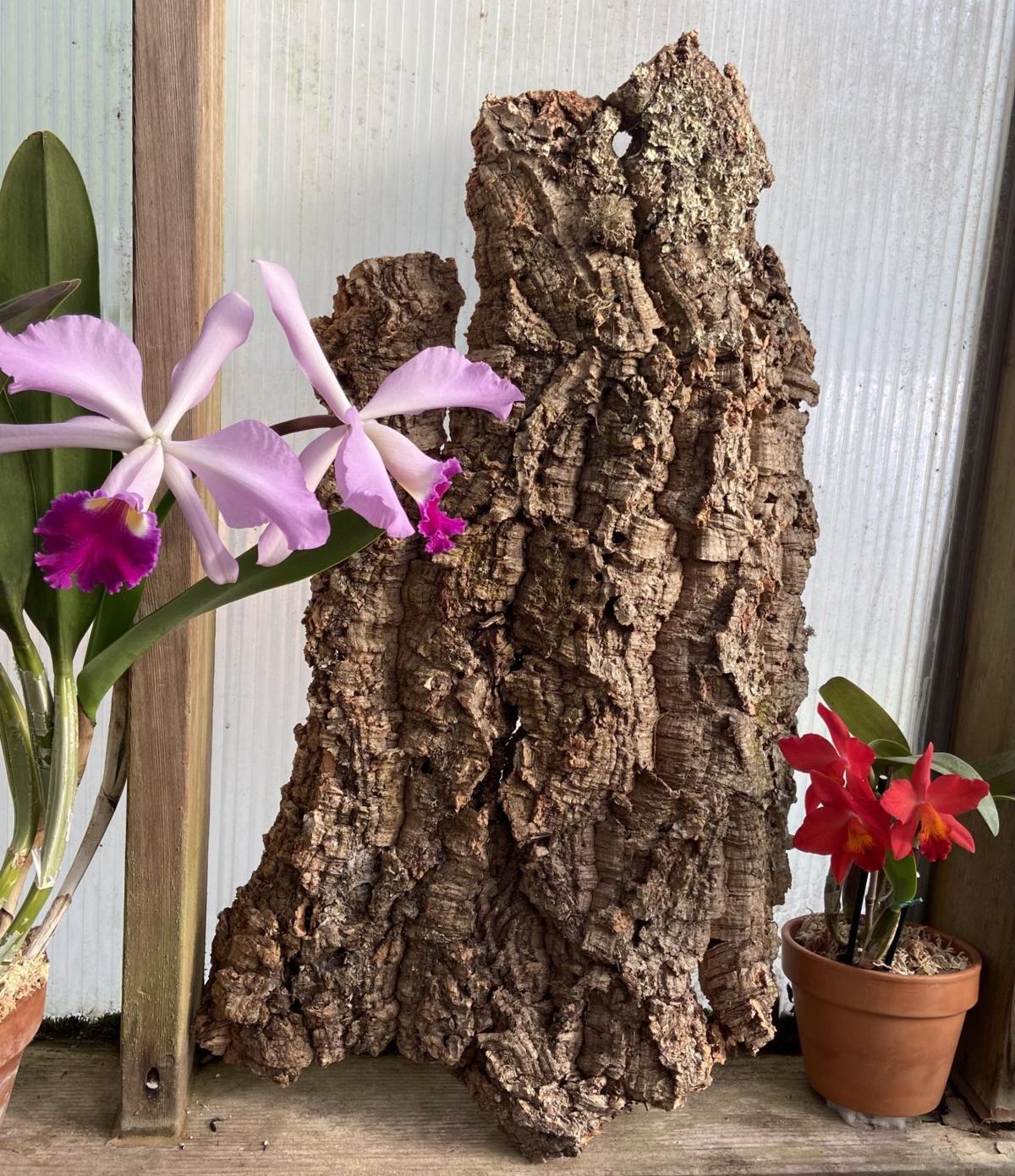 Orchid enthusiasts keen on cork Columnists