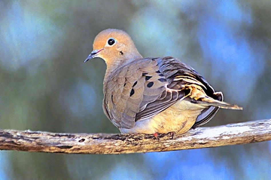 How Birds Survive In Winter Inwhitleycounty Kpcnews Com