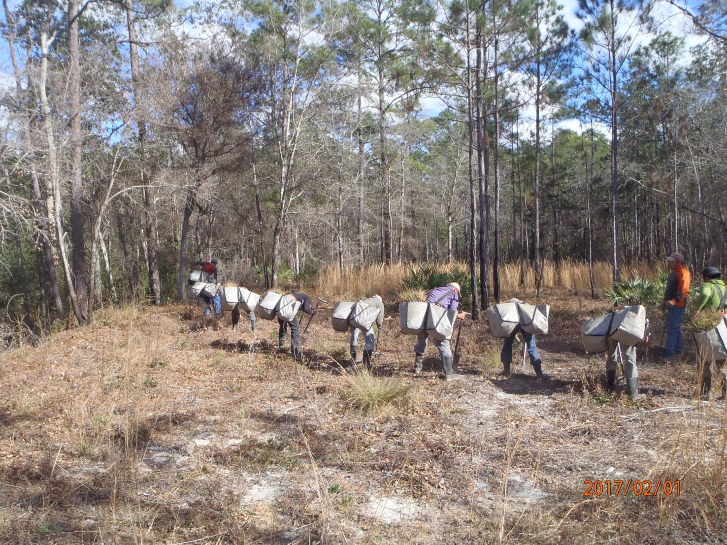 Local sales help plant trees in hurricane wake | Outdoors | kpcnews.com