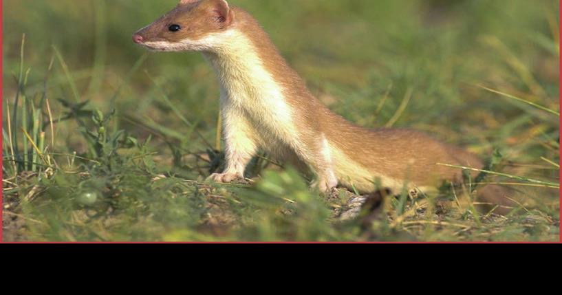 Weasel words and the weasel itself | Kpcnews | kpcnews.com