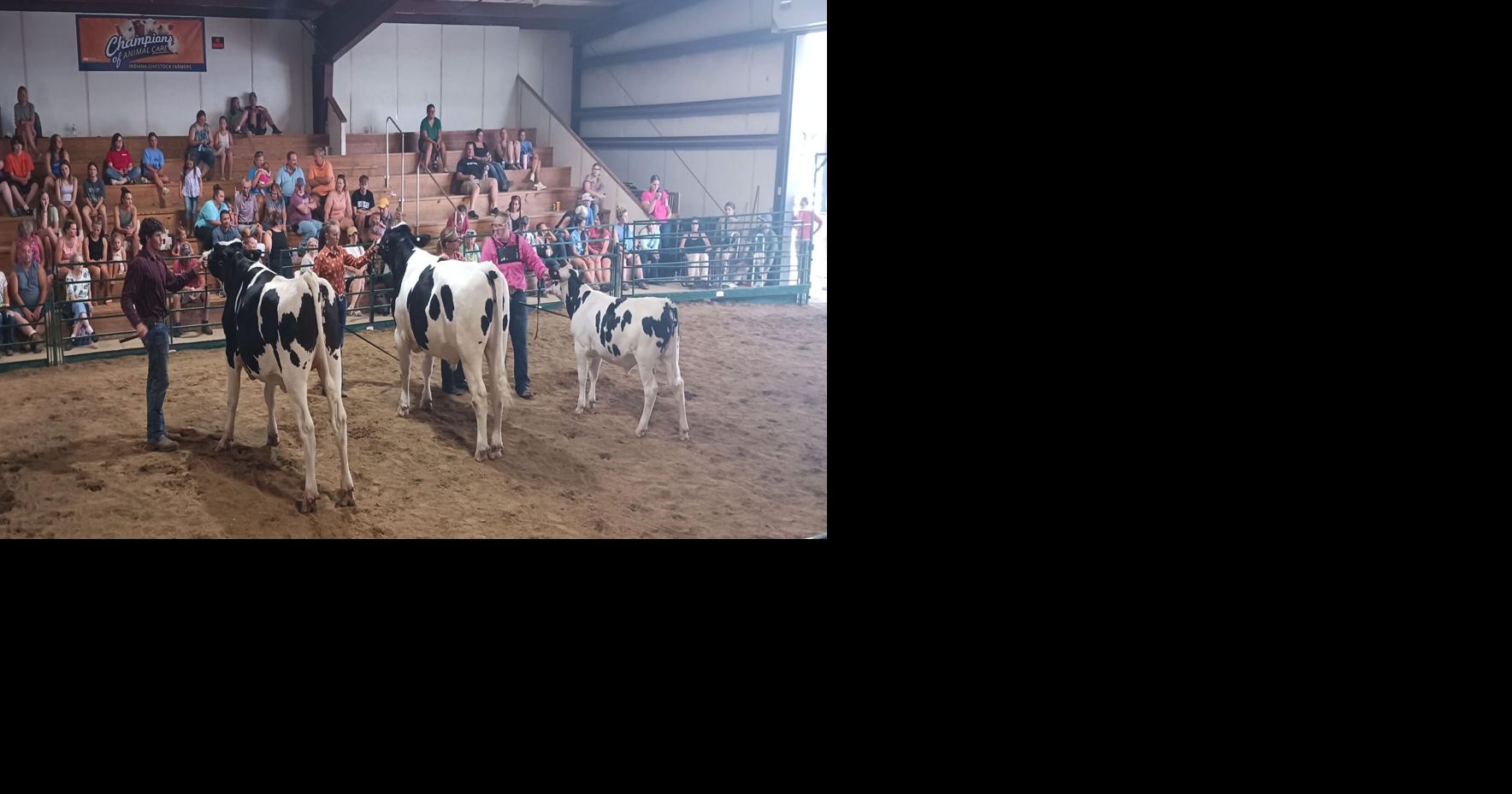 Dairy steer, started calf contests Monday | News Sun | kpcnews.com