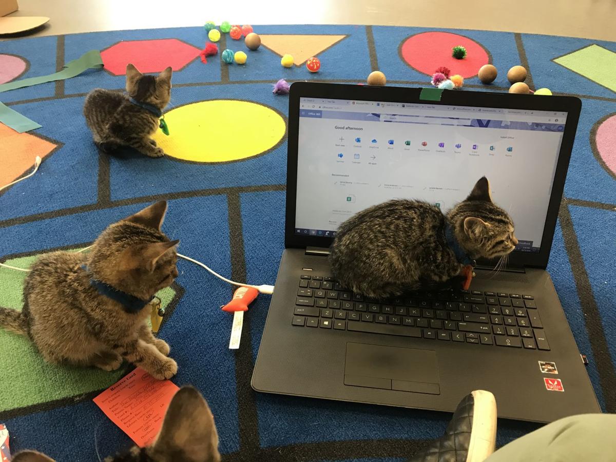 Keyboard kittens