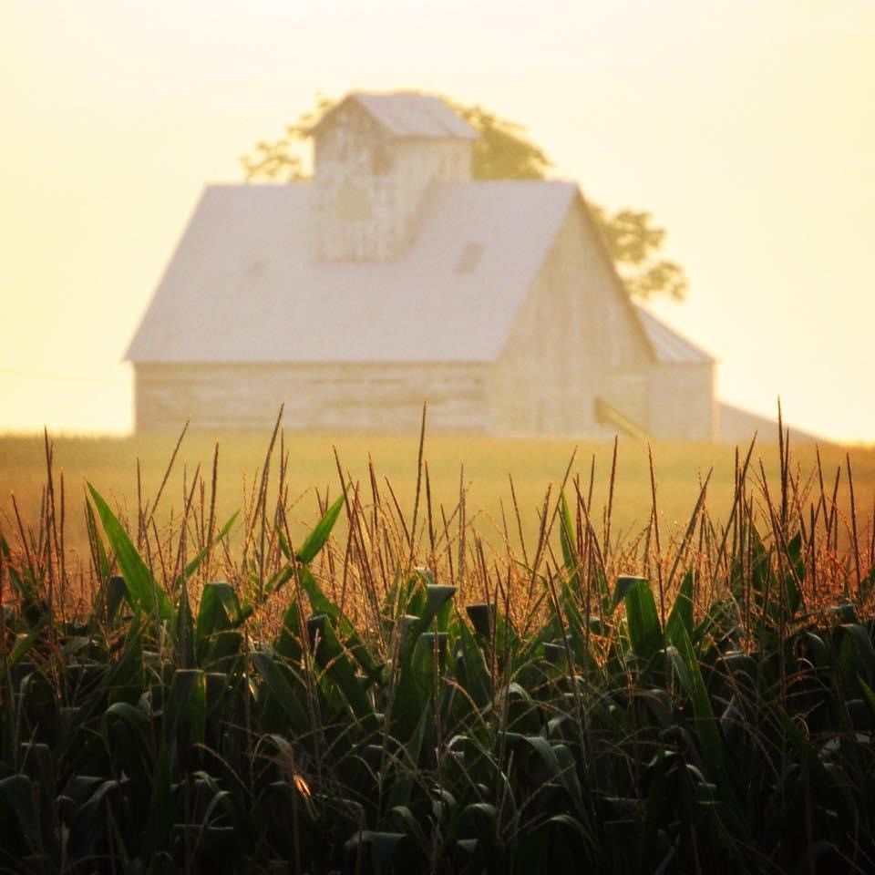 Contest seeks region's tallest corn | News Sun - Vimarsana News