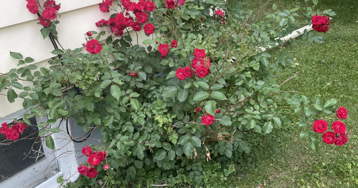 East Gardens becoming more garden-ish - Vimarsana News