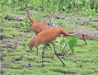 Thousands of Sandhill Cranes Arrive in Northwest Indiana