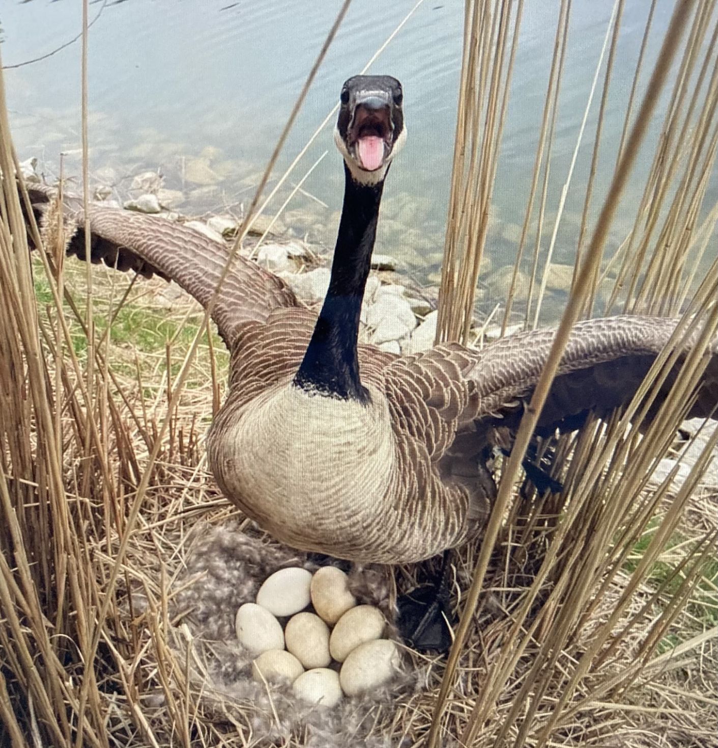 Geese nest outlet