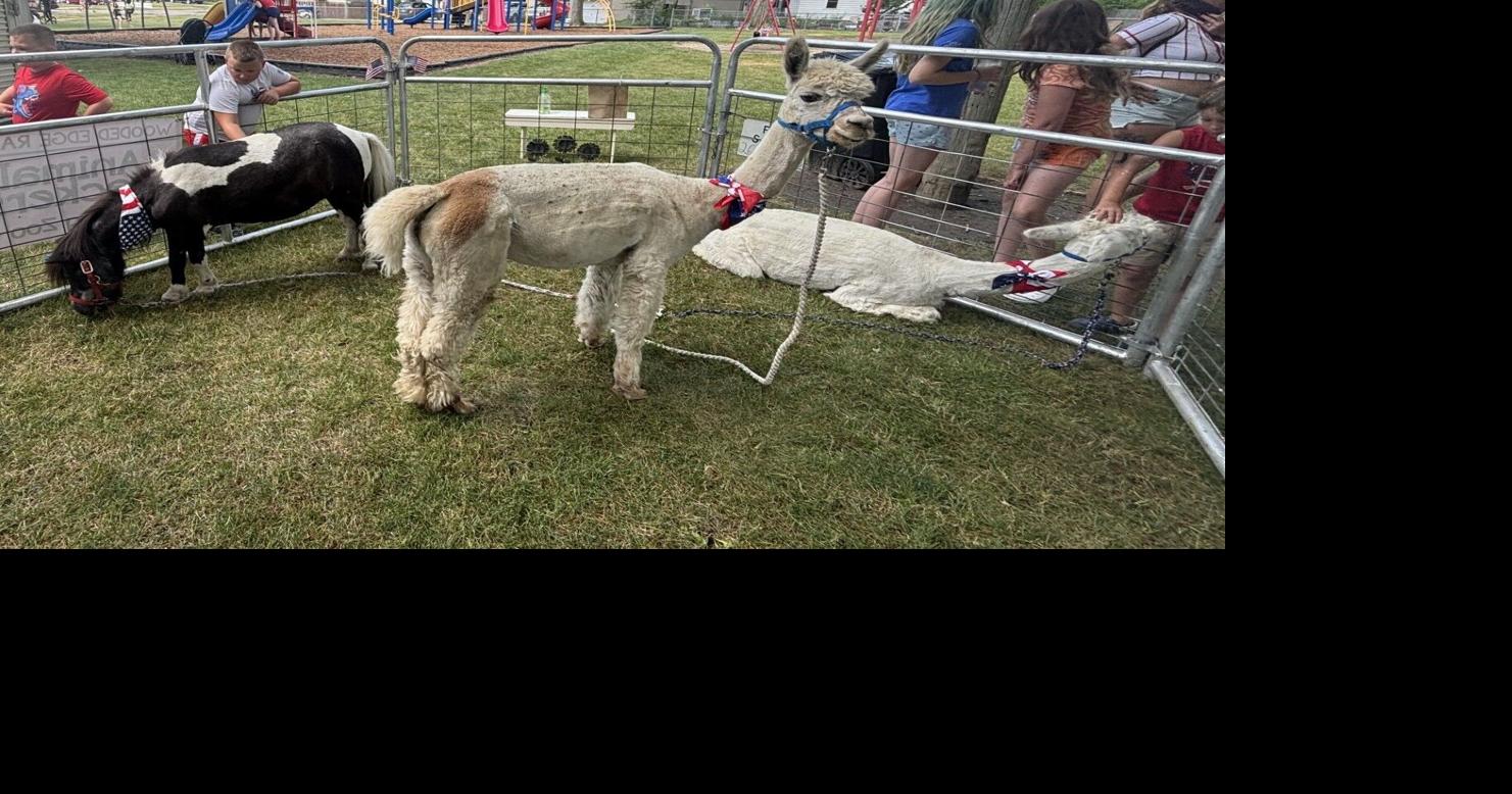 Up close with an alpaca