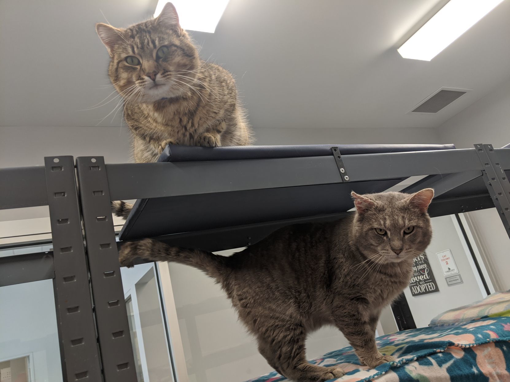 pet stores that have cats