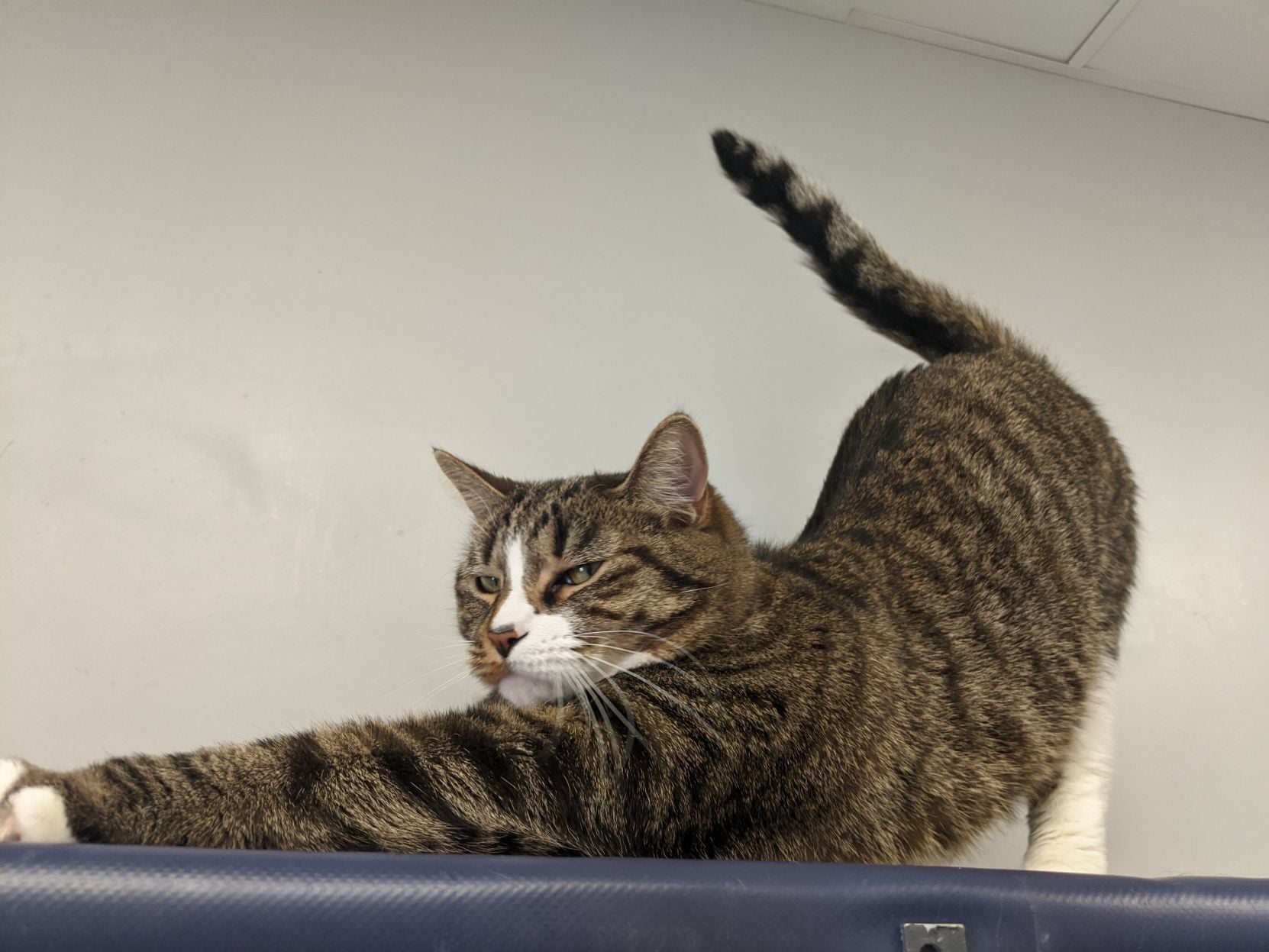 cats available at petsmart