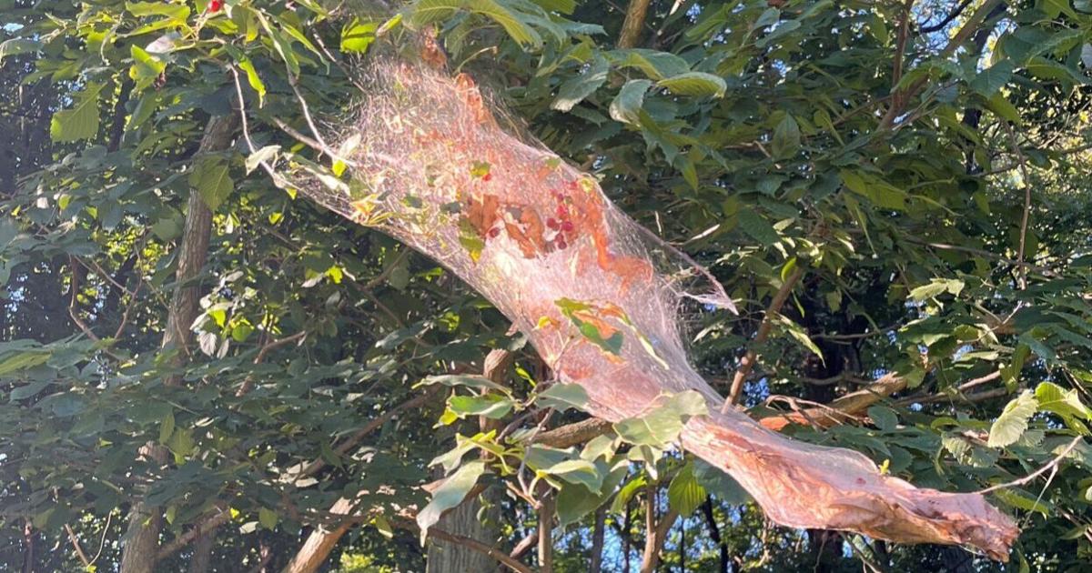 Fall worms weave webs in trees, but cause no harm | Features | kpcnews.com