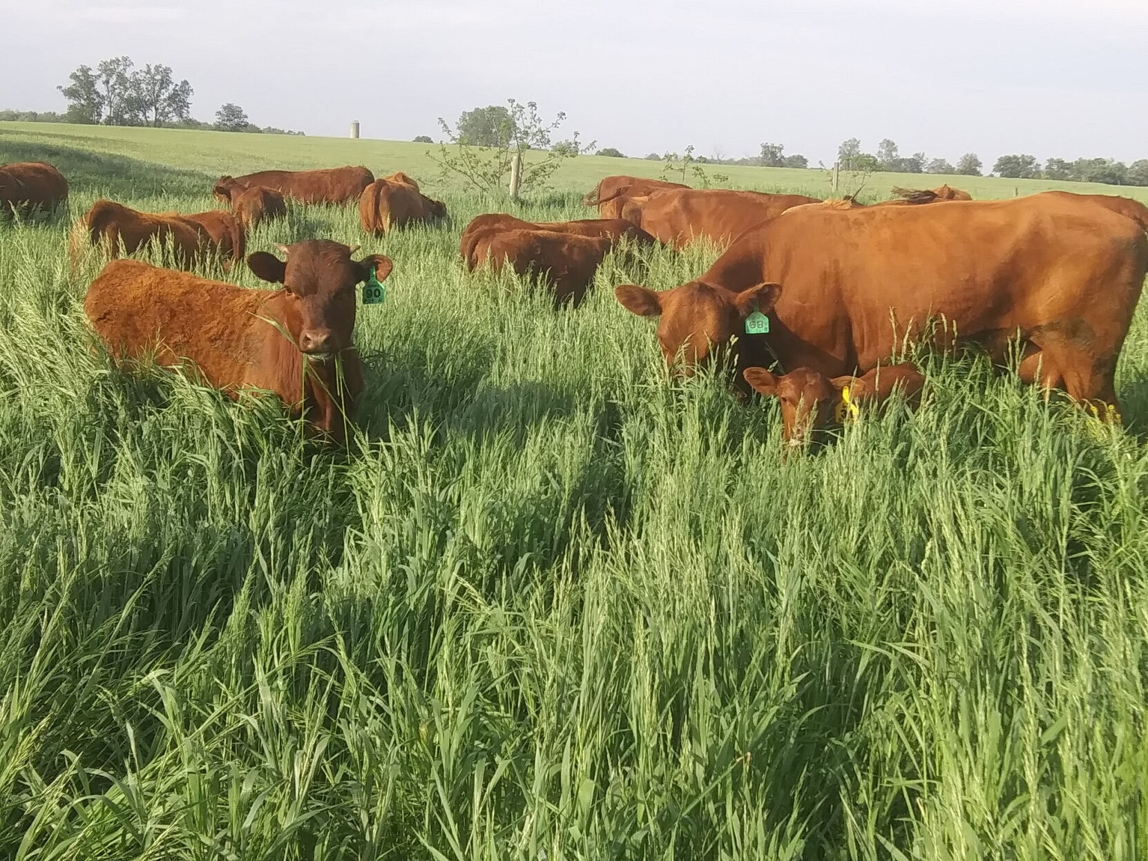 We need to know where our beef is from | Columnists | kpcnews.com