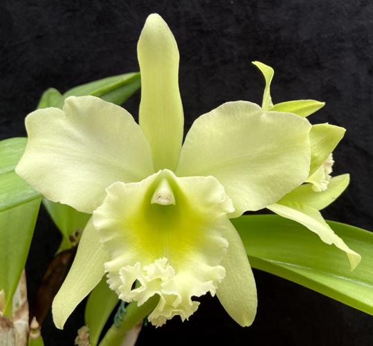 Leadership in bloom: First ladies' orchid tradition continues | Columnists  