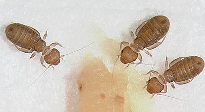 Bookworm Was First Used To Describe People Kpcnews Kpcnews Com My daughter was a real bookworm when she was a child. bookworm was first used to describe