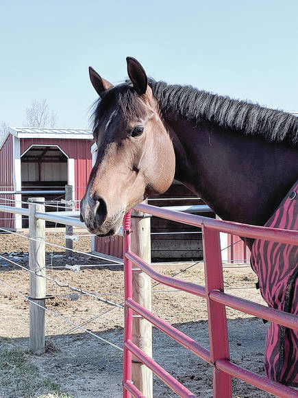 Red Barn Stables Continues To Grow Under Lowers Ownership News