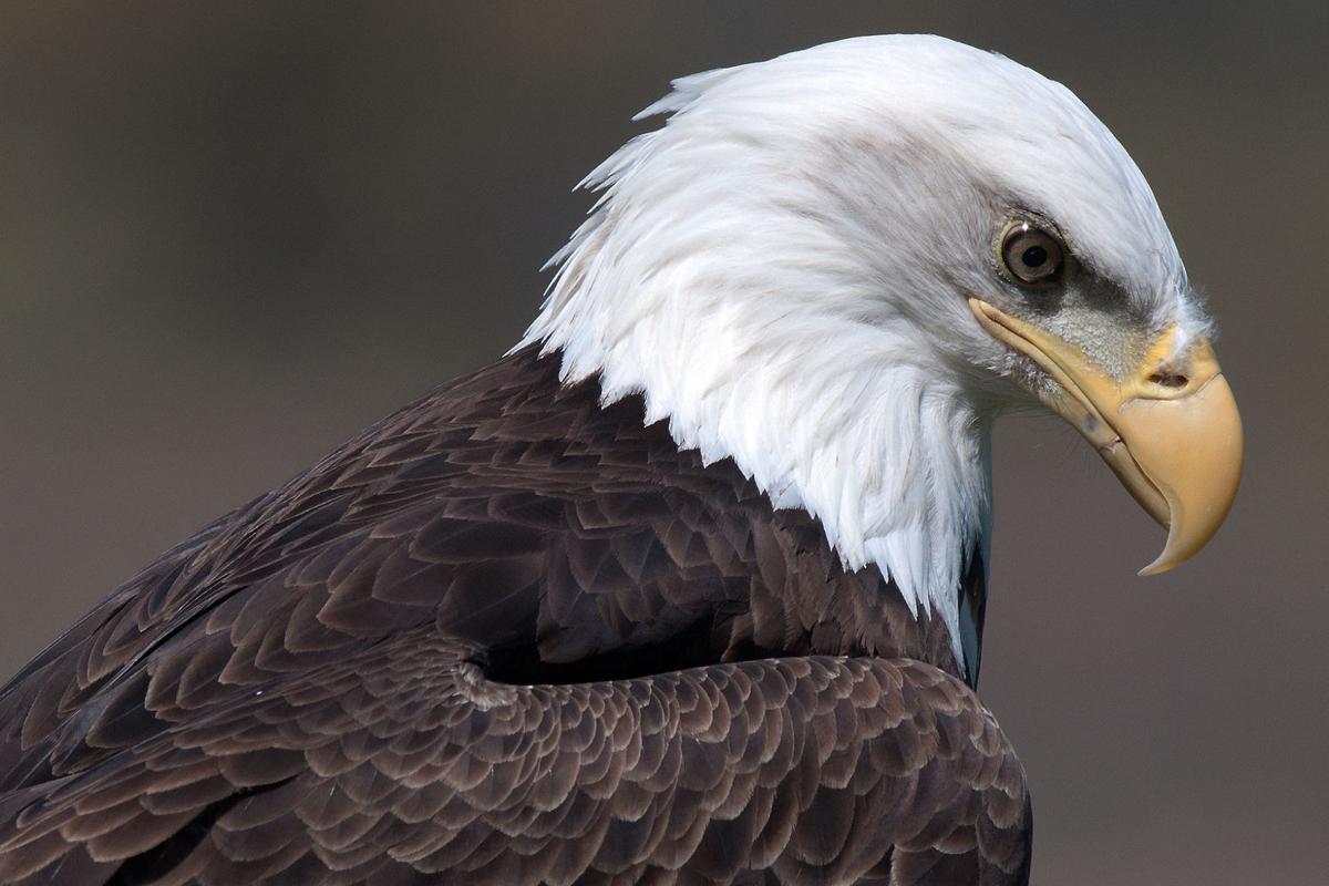 Bird Blitz Brings Birders Closer To Northeastern Indiana Species