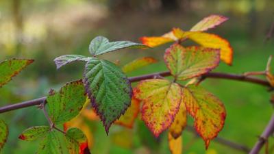 Blackberry leaf rust