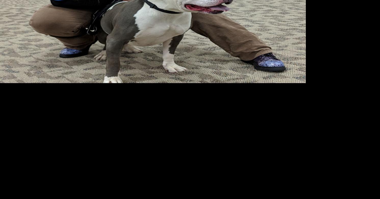 Hills, Community Humane Shelter of Steuben County have new partnership