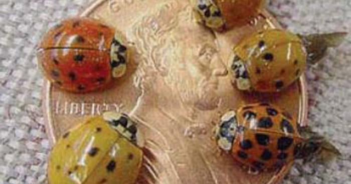 Farms & Gardens: The lady beetles we love to hate