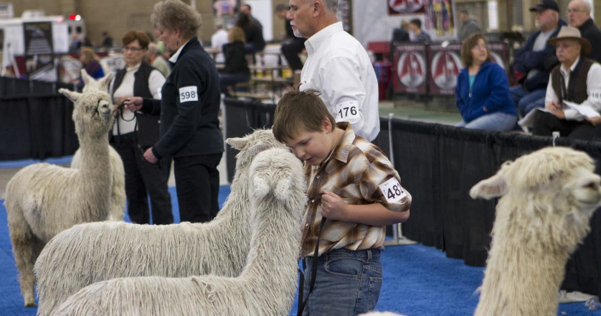Alpaca show returning to Fort Wayne