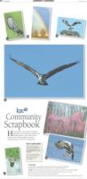June 2017 Community Scrapbook