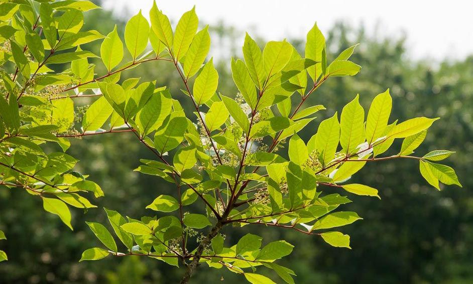 Poison sumac in area Outdoors