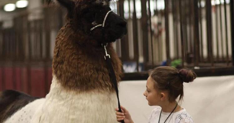 The world of llamas according to Evelyn, their 10-year-old muse and master - Vimarsana News