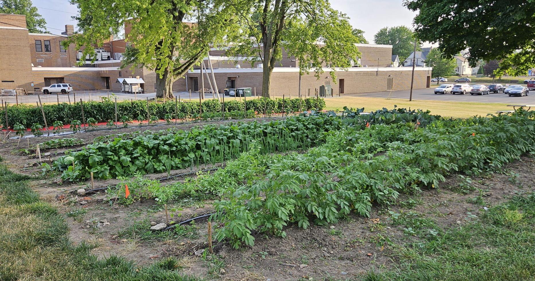 Get your hands dirty at the community garden - Vimarsana News