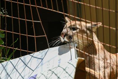 Lions, Tigers & Beer? Black Pine Animal Sanctuary allows guests to