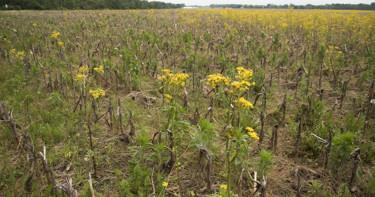 Lay Fallow Many fields lay fallow as ground remains too wet to work | News Sun ...