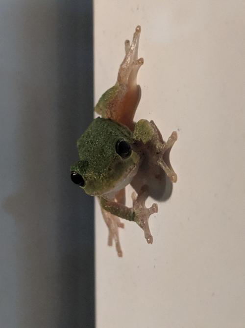 Grey tree frog just hangs out
