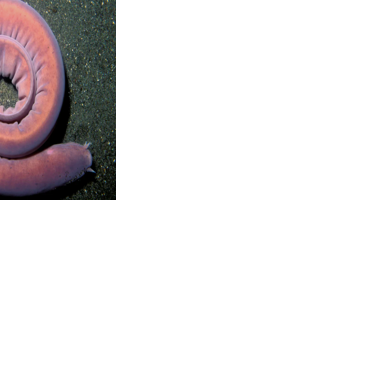 Deep sea exploration may reveal key to how life began