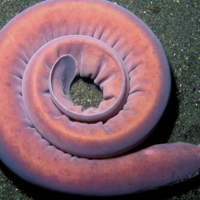Deep sea exploration may reveal key to how life began