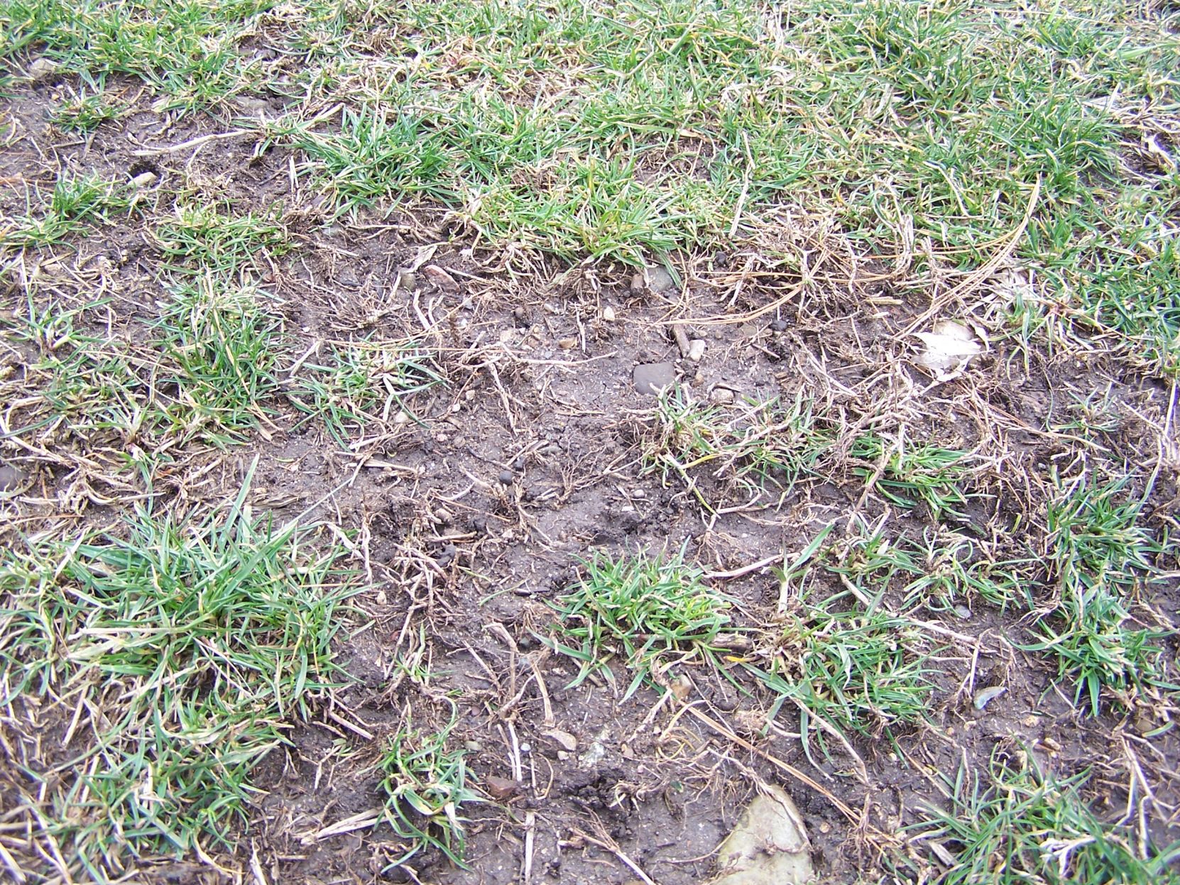 How to plant grass deals seed in bare spots