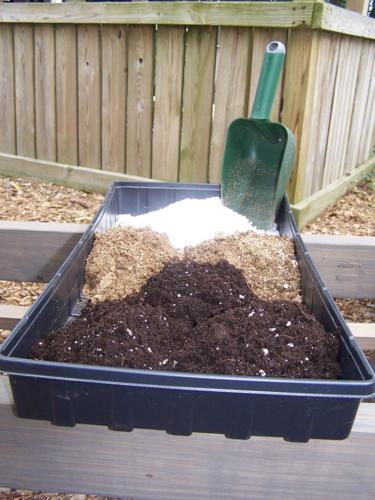 pink sunflower seeds to plant Pink Sunflower Seeds ~ Helianthus Annuus ~ Strawberry Blonde ~ Pretty –  Your Plant Bitch main image 0