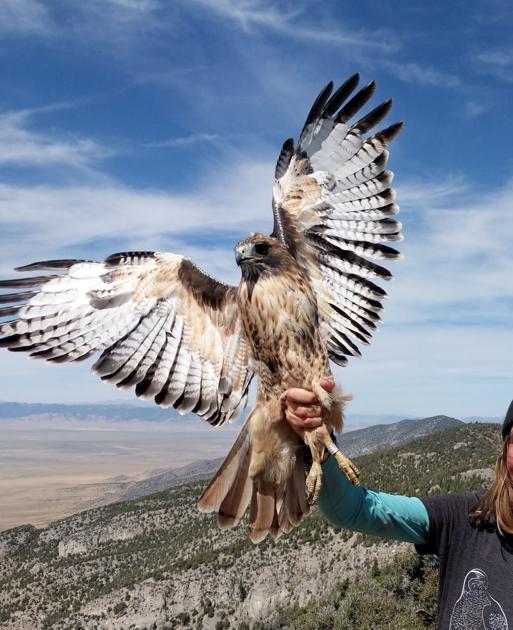 Just Another Red Tail Hawk Albion New Era Kpcnews Com