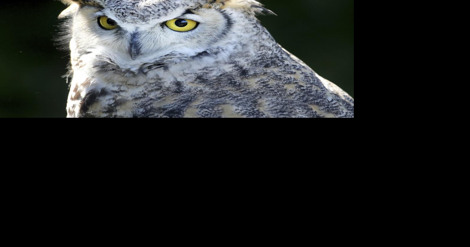 Audubon Fall Festival at Pokagon this weekend | Outdoors | kpcnews.com