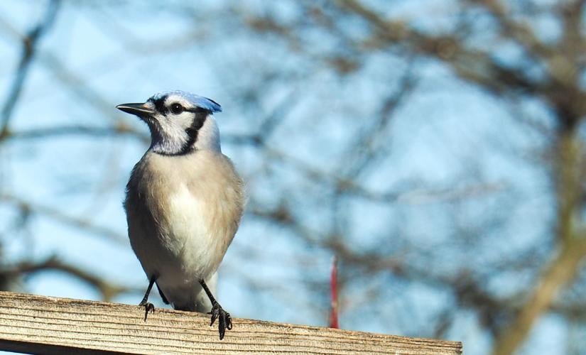 There's much that fascinates from those birds that are blue, Outdoors