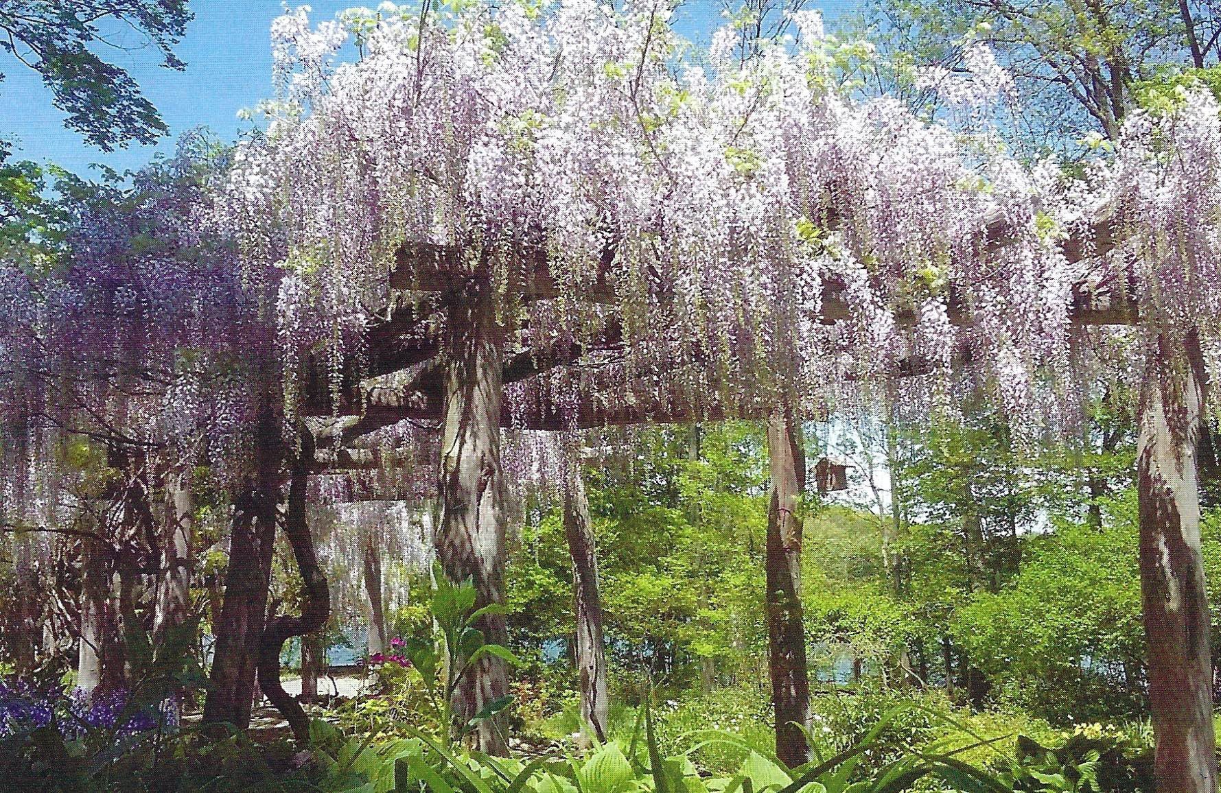Wisteria Challenges Gardeners With Shy Blooms Vigorous Vines Columnists Kpcnews Com