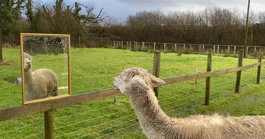 Austrian skincare products, documentary marketed at alpaca show