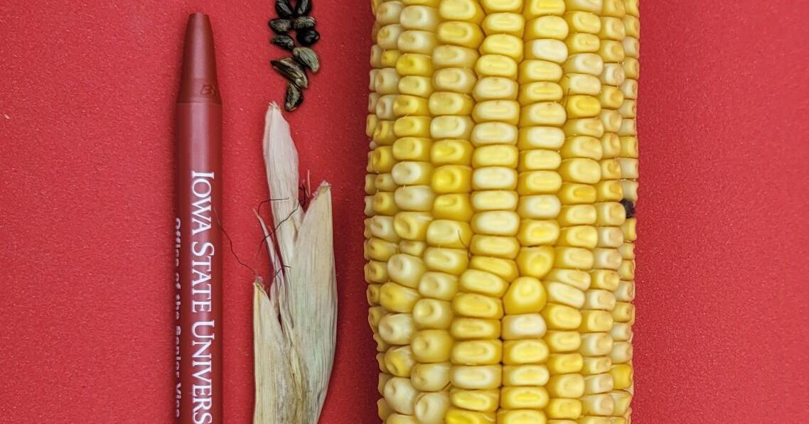 Farms & Gardens: Plant breeders have modified food for centuries