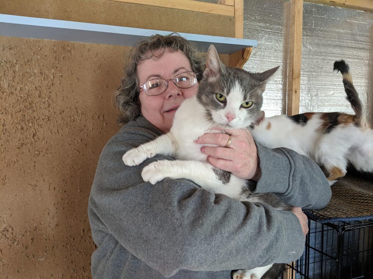 Felines Find A Happy Home Heraldrepublican Kpcnews Com