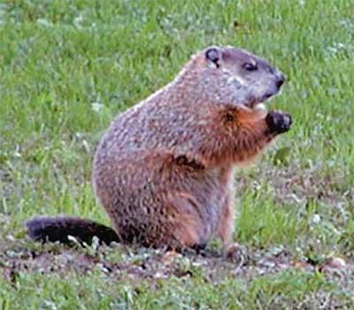 Groundhog, whistle-pig or woodchuck | Kpcnews 