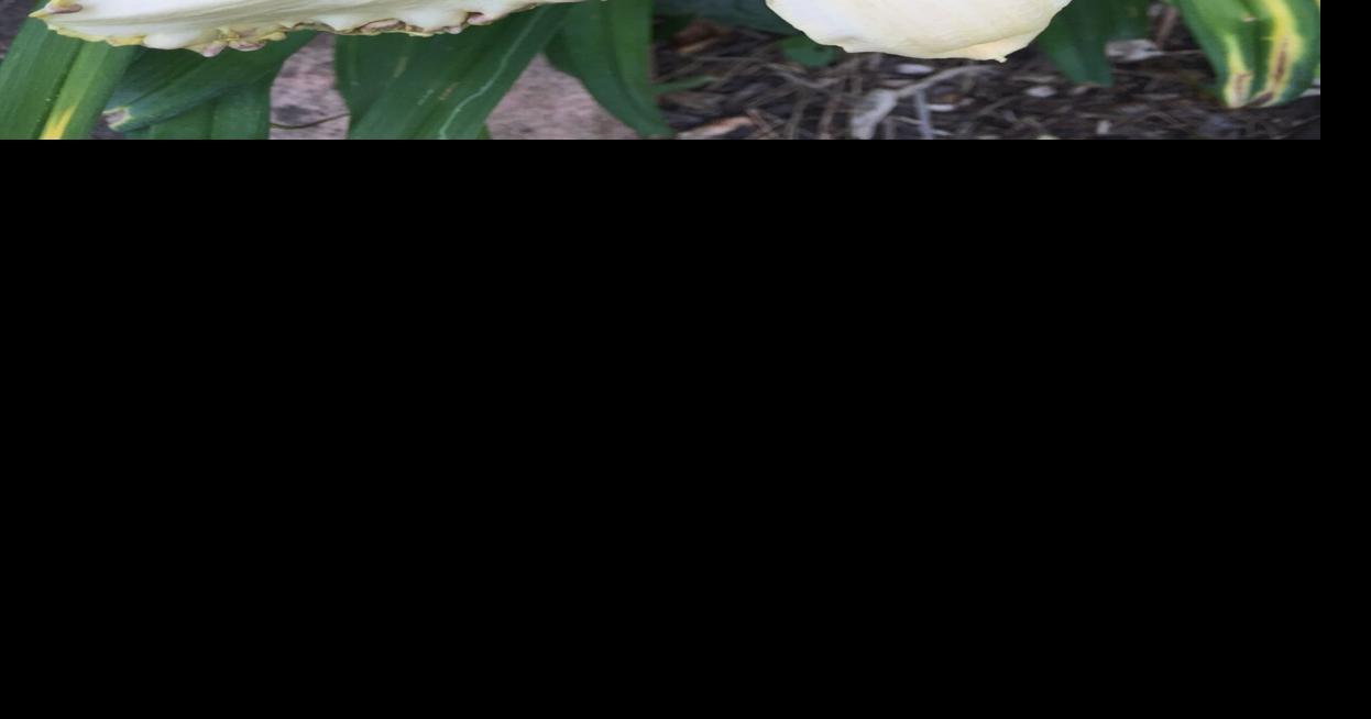 Cutting back daylilies improves plant health Features