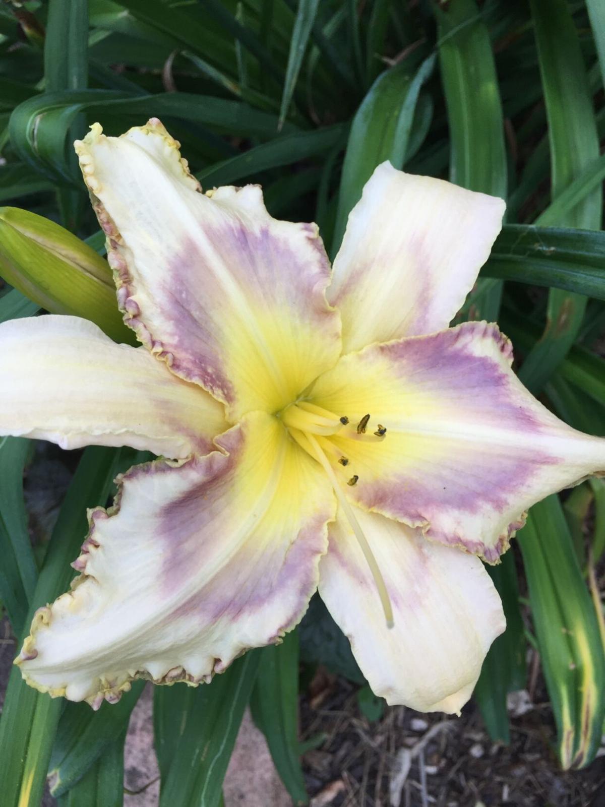 Cutting back daylilies improves plant health | Features | kpcnews.com